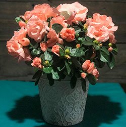 pink-azalea-flower-arrangement